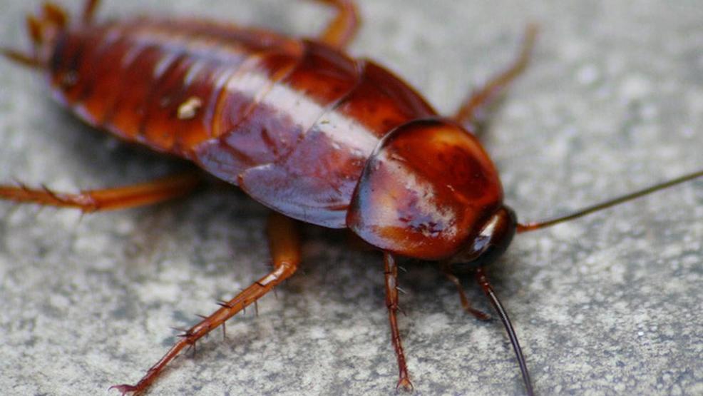 5 Tips for Bug-Proofing Your Home - Butterfly Labs