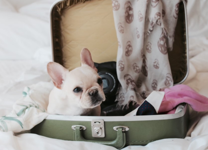 How To Fly Internationally With Your Pets Butterfly Labs