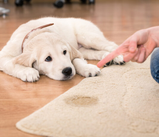 How To Stop a Dog from Peeing in The House