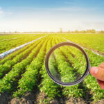 Top 5 Ways of Preventing Crop Disease on the Farm