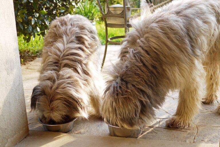 What are the Benefits of Slowing Down Your Dog’s Eating? - Butterfly Labs - Slowing Down Gobbling Dog Eating Habits