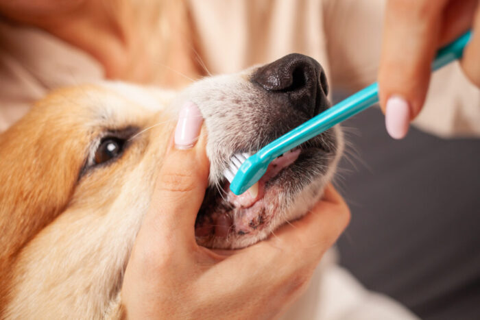 Dental Hygiene for dog