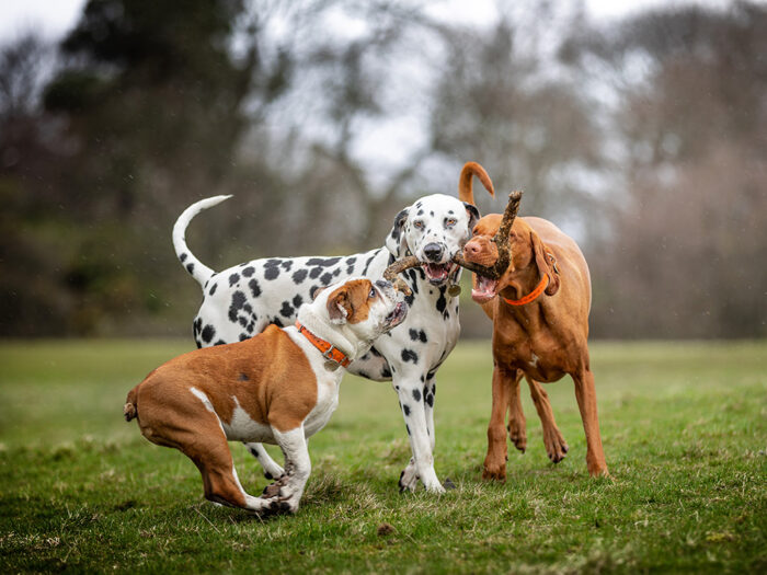 Socialization for dog