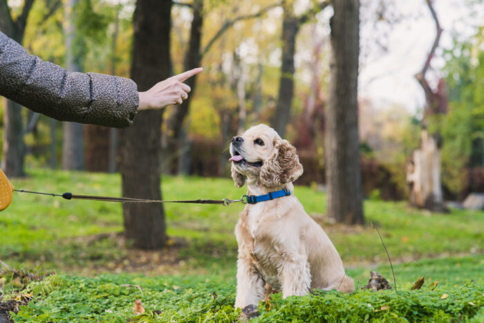 Training for dog