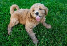 Mini Goldendoodle Health Guide: Common Issues, Testing, And Vet Visits