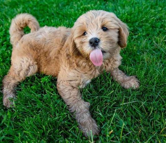 Mini Goldendoodle Health Guide: Common Issues, Testing, And Vet Visits