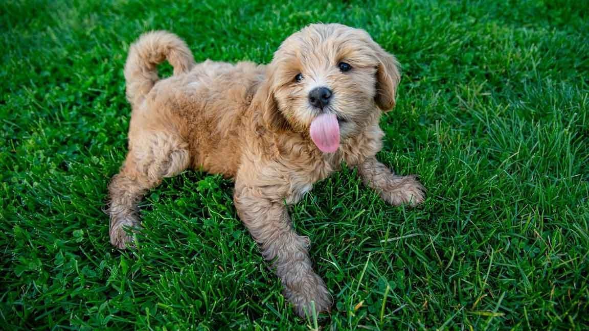 Mini Goldendoodle Health
